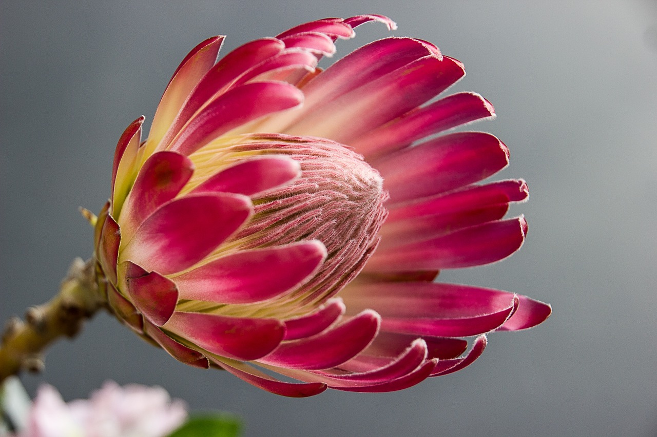 Protea. Hämtat från Pixabay 190408. Fotograf: corgaasbeek